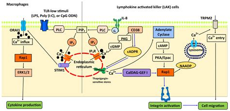 Rap Signaling Pathway