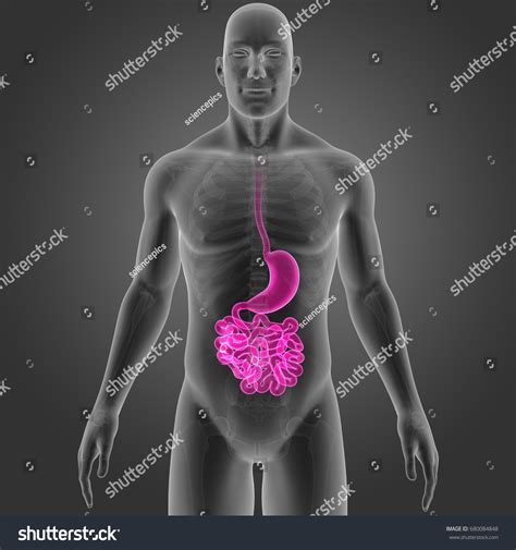 Ilustrasi Stok Digestive System Anterior View 3d Illustration 680084848