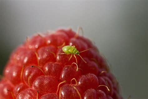 Raspberry Plant Pests And Diseases How To Identify And Treat Bright Lane Gardens