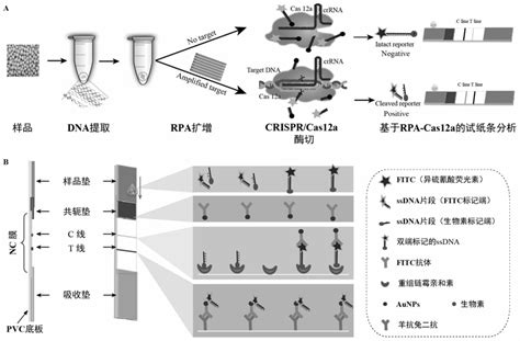 一种cas12a专用型免疫层析试纸条及其制备方法以及应用