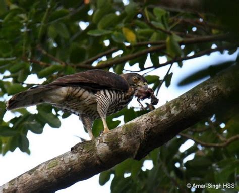 Crested Goshawk – nesting behaviour - Bird Ecology Study Group