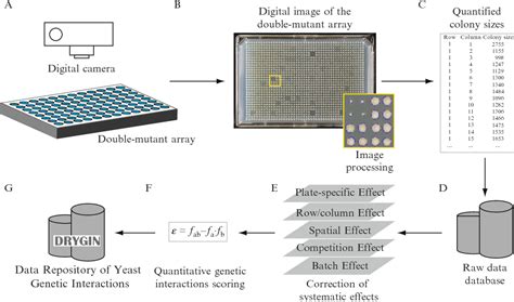 Figure From Synthetic Genetic Array Sga Analysis In Saccharomyces