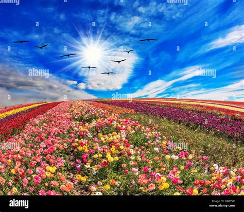 flowers  birds stock photo alamy