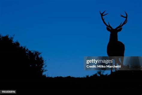 2,072 Deer At Night Stock Photos, High-Res Pictures, and Images - Getty ...