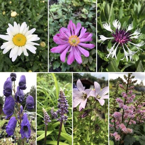 Borderpakket Vaste Planten Roze Blauw En Wit Halfschaduw Stuks