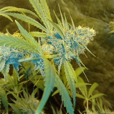 Blue Cheese X Cali Orange Bud Von Trump Seeds Cannabis Sorten Infos