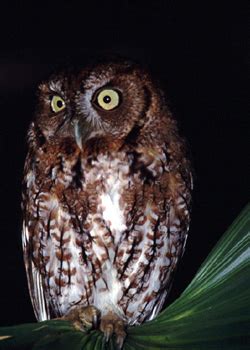 EASTERN SCREECH-OWL | The Texas Breeding Bird Atlas