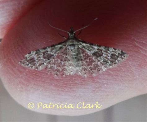 Montana Six Plume Moth Alucita Montana Barnes And Lindsey 1921