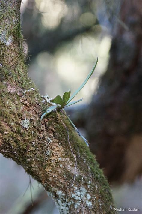 Butterfly Orchid - ClimateWatch Australia- Citizen Science App