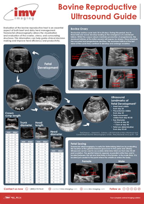 Bovine Reproduction Ultrasound Guide Imv Imaging Usa