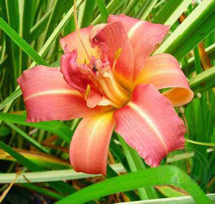 Лилейник Дабл Челленджер (Hemerocallis Double Challenger) купить в ...