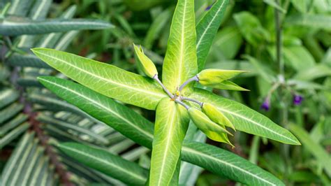 The Toxic Plant That's Said To Kill Pests In Your Garden