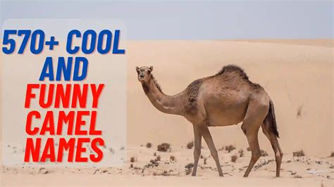 570+ Cool And Funny Camel Names 2024 (+Generator)