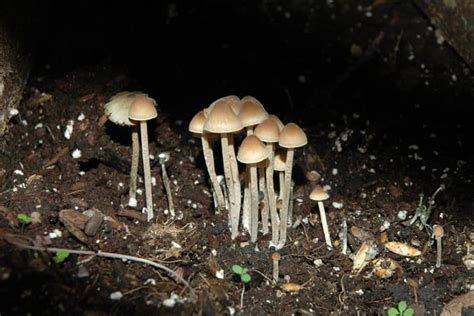 What Do Shrooms Look Like Doubleblind Mag