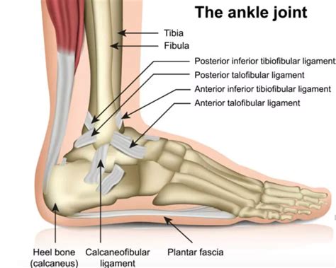 Physical Therapy For Ankle Impingement Mangiarelli Rehabilitation