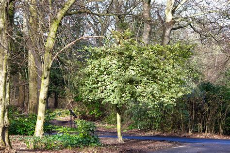 Trees In The Park IMG 4271 Alison Halliday Flickr