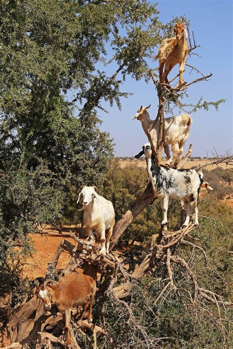 The Morocco Diaries, Part 9 of 10: How Argan Oil is Made - From Tree-Climbing Goats to Women's ...