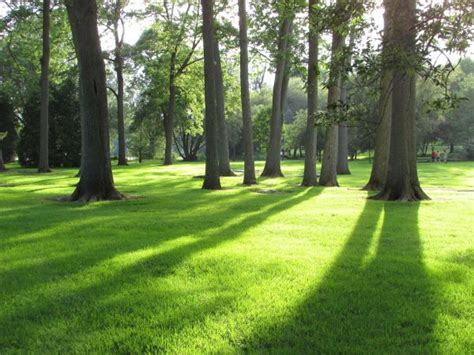 Free Images Tree Nature Grass Outdoor Sky Lawn Meadow