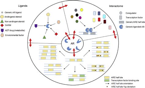 Cooperativity And Interdependence Between Key Determinants Of AR