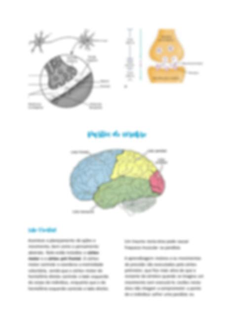 Solution Potencial De Membrana E Partes Do C Rebro S Studypool