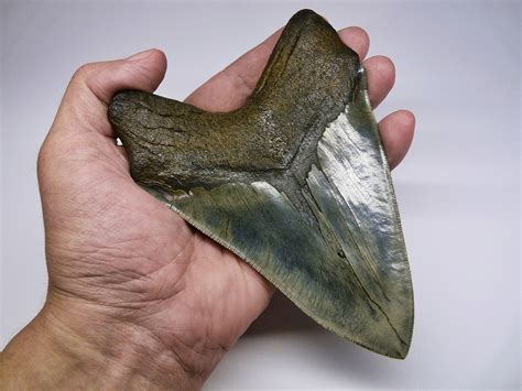 Intriguing Discovery The Giant Megalodon Shark Was Warm Blooded Which