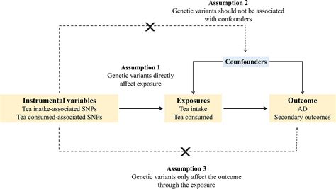 Frontiers Extra Cup Of Tea Intake Associated With Increased Risk Of