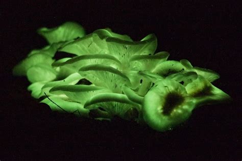 Glow In The Dark Mushrooms Omphalotus Nidiformis