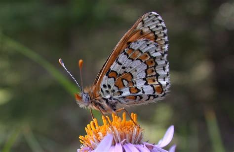 Museum samples of extinct butterfly populations show how populations rise and fall