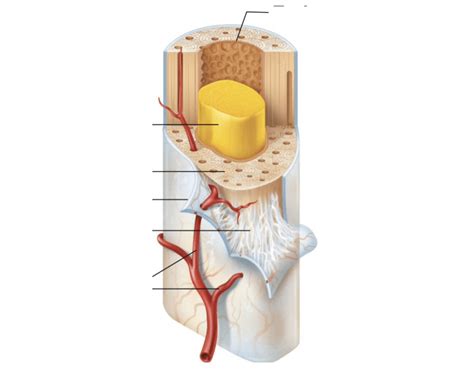 Human Anatomy - Anatomy of Long Bone Diaphysis Quiz