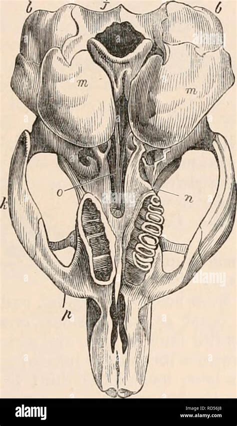 Maxillary Arch High Resolution Stock Photography and Images - Alamy