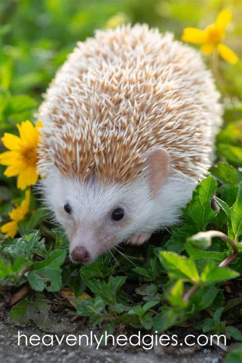 Where To Buy A Baby Hedgehog - Heavenly Hedgies