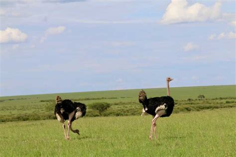 Escapada Salvaje Exclusiva Safari Privado de 3 Días al Masai Mara