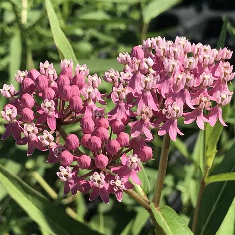 Asclepias Incarnata Swamp Milkweed From Saunders Brothers Inc