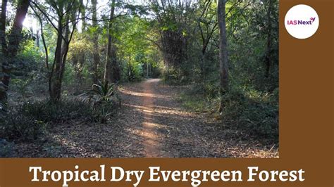 Tropical Dry Evergreen Forest