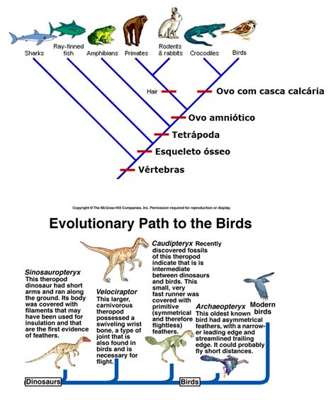 Aves Sao Repteis - BIOLOGIA PARA A VIDA : CLASSE AVES