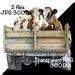 Cows In The Back Of A Farm Truck Watercolor Cow Old Truck Clipart Wall