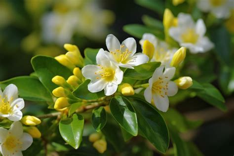 Jessamine Flower Meaning, Symbolism & Spiritual Significance - Foliage Friend - Learn About ...