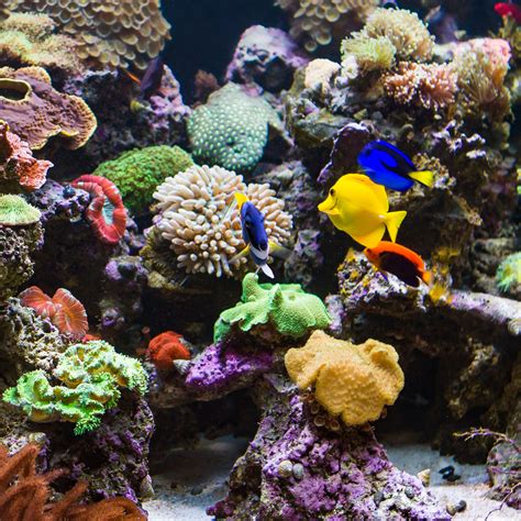 Types Of Aquariums Features And Benefits Infinity Aquarium Design