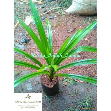 Jual Tanaman Herbal Pandan Wangi Tanaman Hias Pandan Wangi Pohon