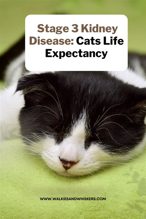 Stage 3 Kidney Disease: Cats Life Expectancy - Walkies and Whiskers