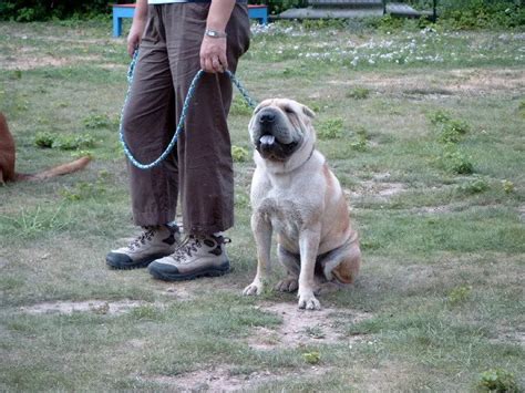 6 conseils pour le nouveau moniteur d'éducation canine MEC1