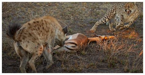 A Surprising E O Te Between A Curious Hyena And A Feasting Leopard