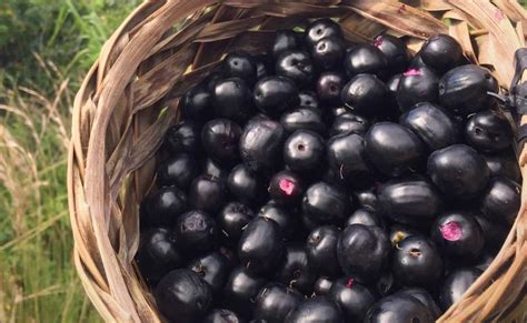 manfaat buah jamblang  kesehatan tubuh