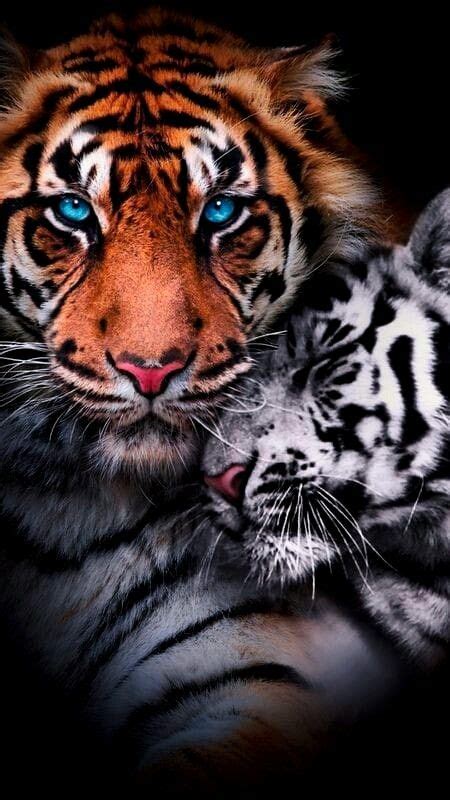 Pin By Monir Augustto Guimar Es On Fotos Sensacionais Tiger Pictures