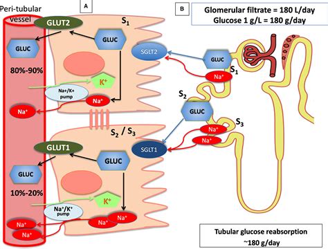 Glucose Metabolism In The Kidney Neurohormonal Activation And Heart