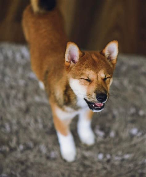 My very first reddit post. : r/shiba