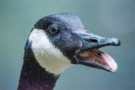 Canadian Geese Teeth