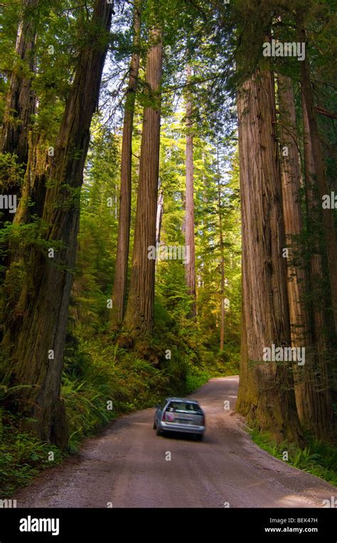 Sunlight Through Redwood Trees In Forest And Car Driving On Howland