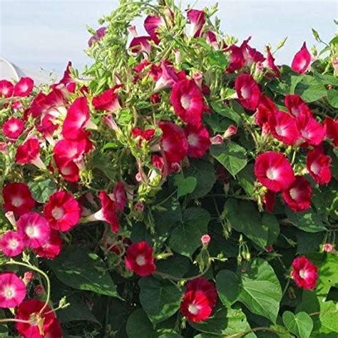 Morning Glory Care In Pots Easy Growth Tips