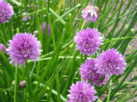 Allium schoenoprasum – Ballyrobert Gardens